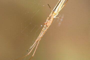 Close-up of the chelicerae of the spider Tetragnatha sp.