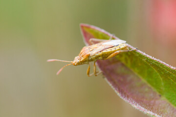 Close up of a stink bug on the leaves of Lythrum salicaria