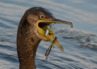 Close up of a great cormorant catching a fish