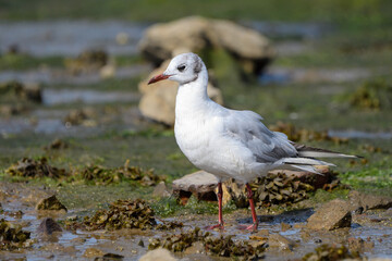 Close-up of a black-headed gull on the marsh