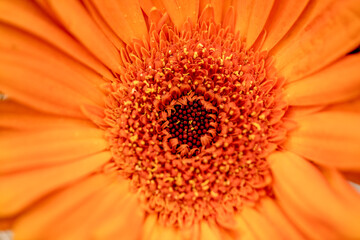 orange gerbera flower