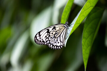 Schmetterling auf Blatt