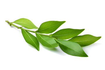 Isolated tea branch with green leaves on white background.