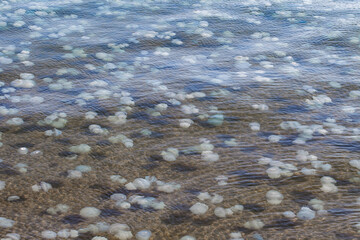Jellyfish rootlets, lot in sea in water close-up, invasion