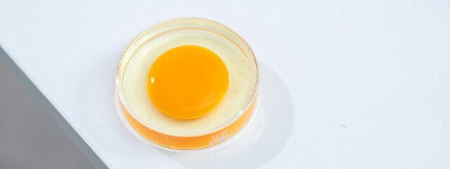 Scientist testing gmo egg for quality control of eggs in chemical laboratory, Food science expert inspecting a dairy product, Agriculture farm production industry, biotechnology medicine research