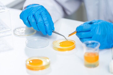 Fototapeta premium Scientist testing gmo egg for quality control of eggs in chemical laboratory, Food science expert inspecting a dairy product, Agriculture farm production industry, biotechnology medicine research