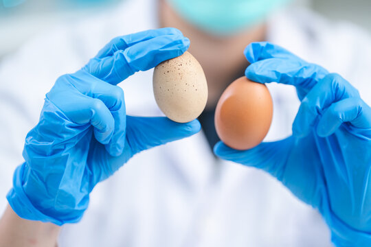 Scientist testing gmo egg for quality control of eggs in chemical laboratory, Food science expert inspecting a dairy product, Agriculture farm production industry, biotechnology medicine research