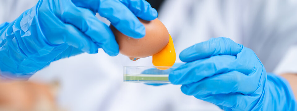 Scientist testing gmo egg for quality control of eggs in chemical laboratory, Food science expert inspecting a dairy product, Agriculture farm production industry, biotechnology medicine research