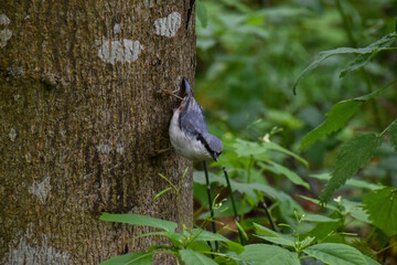 
wood nuthatch crawls on a tree