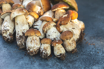 Autumn fall composition. Raw edible mushrooms Penny Bun on dark black stone shale background. Ceps over gray table. Cooking delicious organic mushroom gourmet food. Flat lay top view