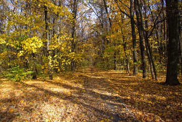 Naklejka na ściany i meble Road through the autumn forest. Path in the Kharkov forest park.