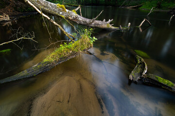 rzeka łupawa w konarach drzew
