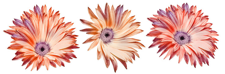 Set Chrysanthemum flower  on  isolated background with clipping path. Closeup..  Transparent background.  Nature.