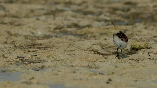 Little Stint feeding druing low tide at Busaiteen coast, Bahrain
