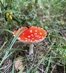 Poisonous mushroom fly agaric grows in the forest