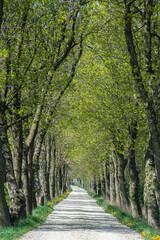 Fototapeta premium alley in the park