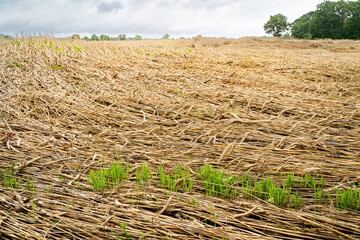 Missernte wegen Dauerregen - bei Getreide wie Triticale beginnen die Körner in den Ähren zu...