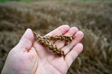 Missernte - Dauerregen, Weizen auf dem Feld wird schwarz und beginnt zu faulen.