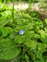 A small blue flower among the leaves