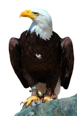 Bald eagle (Haliaeetus leucocephalus), or American Eagle, a bird of prey found in North America. Isolated against white background.