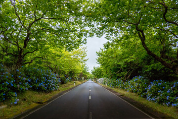 Fototapeta na wymiar Estada ladeada por árvores verdes hortênsias azuis. Paisagem dos Açores. 