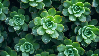 Foto op Canvas Close up of a green plant, succulent with water drops, background, created using generative AI tools © anaelenaz