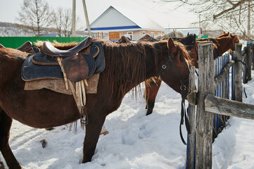 horse with a saddle on the white snow.