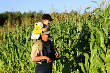 a farmer with a child harvests corn in the field. a farming family farm. the father's day
