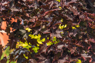 Dark purple Crimson King maple foliage, background.