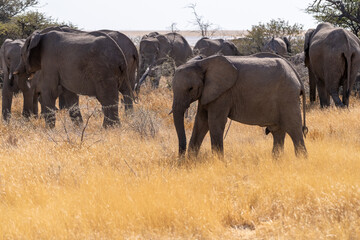 Close-up of a baby elephant, framed by two adult elephants, wading through the tall grasses of Etosha National Park, Namibia