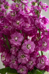 Close up of Pink Stock flower, Matthiola incana, also known as gilly flower or hoary stock