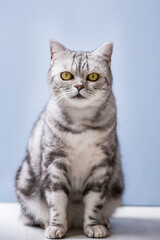 Fototapeta na wymiar Cute gray british shorthair cat with big yellow eyes sits with blue background