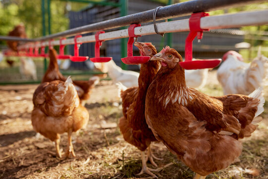 chicken drinking water from a drinker at chicken eco farm, free range chicken farm