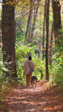 Walking dog in the forest in fall season
