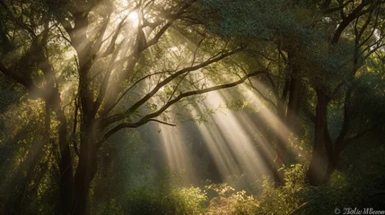 Fotobehang Photograph rays of sunlight streaming through a canopy of trees, enhancing the beams with light textures. The bokeh effect adds a dreamy and ethereal quality. "Sunbeam Symphony, Te  © Nati