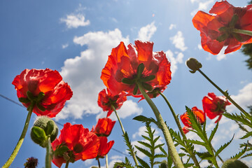 Fototapeta na wymiar beautiful red poppies flowers against the blue sky on a sunny and clear day, view from below. good mood, happiness