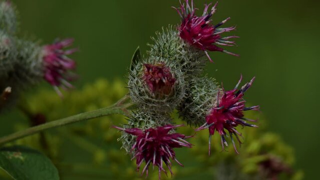 Arctium lappa. Burdock flowers Close-up. Blooming medical plant burdock. Medicinal plant.