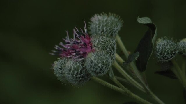 Burdock flowers. Blooming medical plant burdock. Arctium lappa. Medicinal plant.