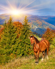 portrait of a brown horse standing on a field with mountains