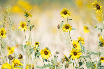 Wild sunflowers growing in the mountains of Montana.