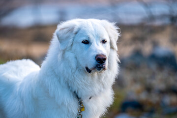 Portrait of a Great Pyrenees dog