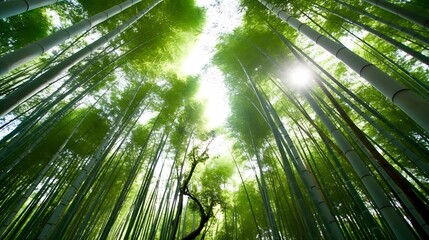 Fototapeta premium Bamboo forest in Arashiyama, Kyoto, Japan.