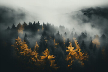 Aerial view of forest landscape in autumn, banner, wallpaper, copy space