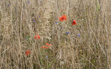 Fototapeta premium Common poppies and Cornflowers in Rye field