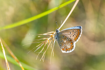 Lycaenidae / Çokgözlü Mavi / Common Blue / Polyommatus icarus