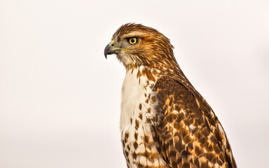 Closeup of Broad-winged Hawk - A closeup side view of a perching Broad-winged Hawk, against bright white Spring evening sky. Bear Creek Lake Park, Colorado, USA.