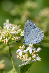 
Lycaenidae / Kutsal Mavi / Holly Blue / Celastrina argiolus