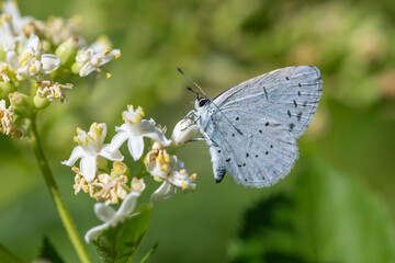 
Lycaenidae / Kutsal Mavi / Holly Blue / Celastrina argiolus