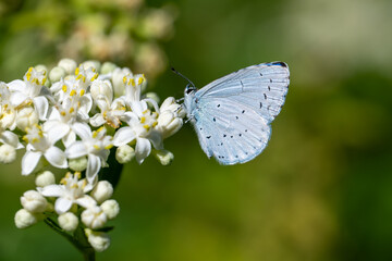 
Lycaenidae / Kutsal Mavi / Holly Blue / Celastrina argiolus