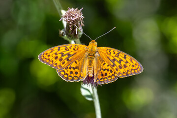 ymphalidae / Büyük İnci / High Brown Fritillary / Argynnis adippe
